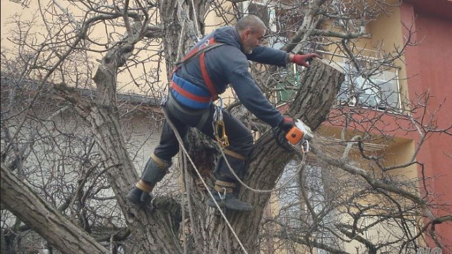 Режат опасни клони утре на ул. "Цар Асен" във Варна