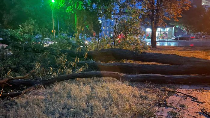 Силна буря събори дървета в Аспарухово