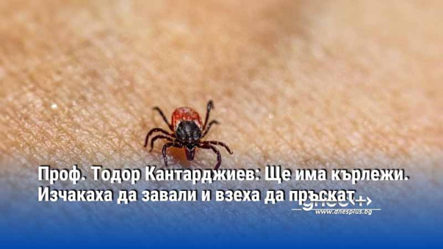 Проф. Тодор Кантарджиев: Ще има кърлежи. Изчакаха да завали и взеха да пръскат