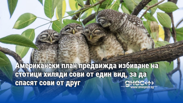 Американски план предвижда избиване на стотици хиляди сови от един вид, за да спасят сови от друг