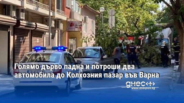 Голямо дърво падна и потроши два автомобила до Колхозния пазар във Варна