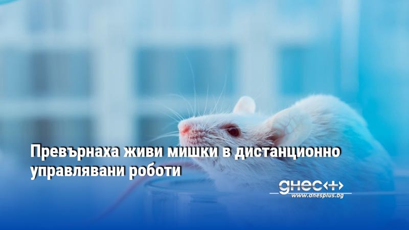 Превърнаха живи мишки в дистанционно управлявани роботи