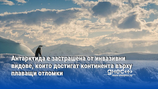 Антарктида е застрашена от инвазивни видове, които достигат континента върху плаващи отломки