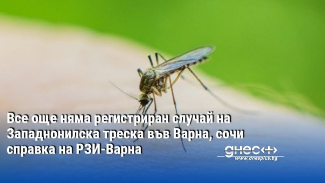 Все още няма регистриран случай на Западнонилска треска във Варна, сочи справка на РЗИ-Варна