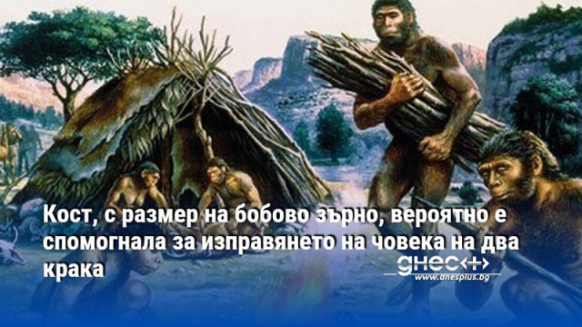 Кост, с размер на бобово зърно, вероятно е спомогнала за изправянето на човека на два крака