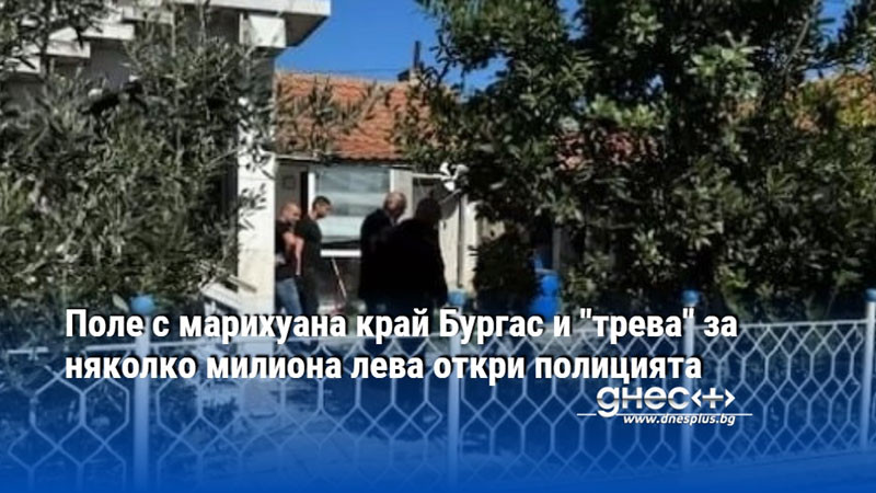 Поле с марихуана край Бургас и "трева" за няколко милиона лева откри полицията