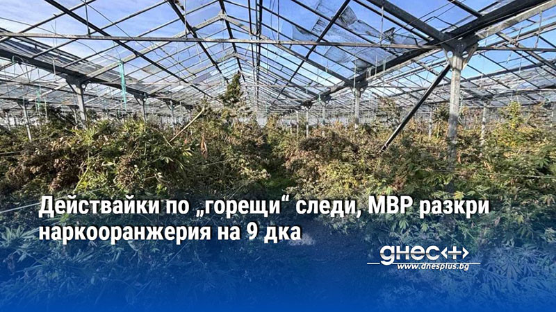 Действайки по „горещи“ следи, МВР разкри наркооранжерия на 9 дка