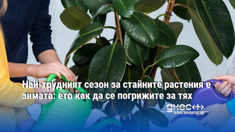 Най-трудният сезон за стайните растения е зимата: ето как да се погрижите за тях