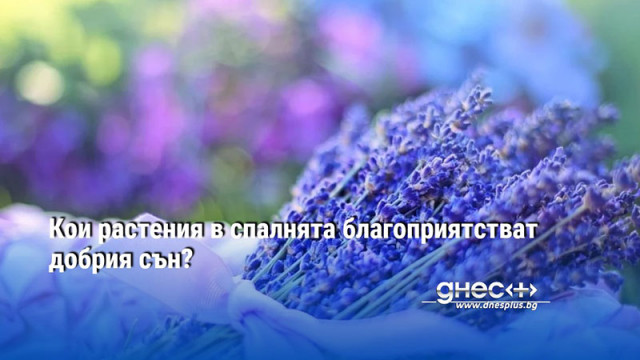 Кои растения в спалнята благоприятстват добрия сън?